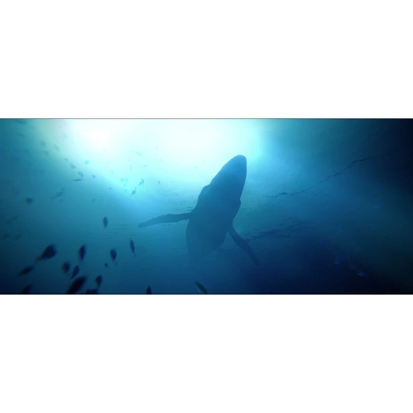 Under The Waves (PS4) - Hry pro PS4 - Obrázek FAW5G00101